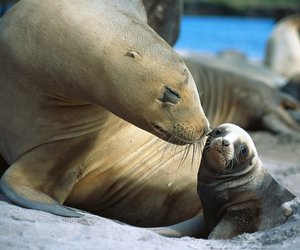 Cape Fur Seal with baby